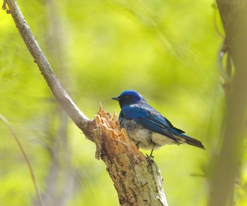 オオルリ 軽井沢野鳥の森 2022年5月2日(月)