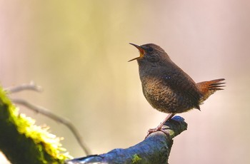 ミソサザイ 軽井沢野鳥の森 2022年5月2日(月)