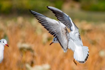 Black-headed Gull Oizumi Ryokuchi Park Sat, 12/2/2017