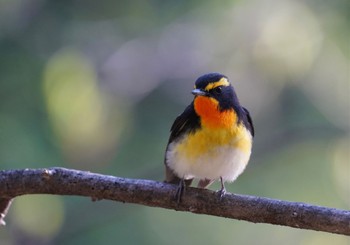 キビタキ 軽井沢野鳥の森 2022年5月3日(火)