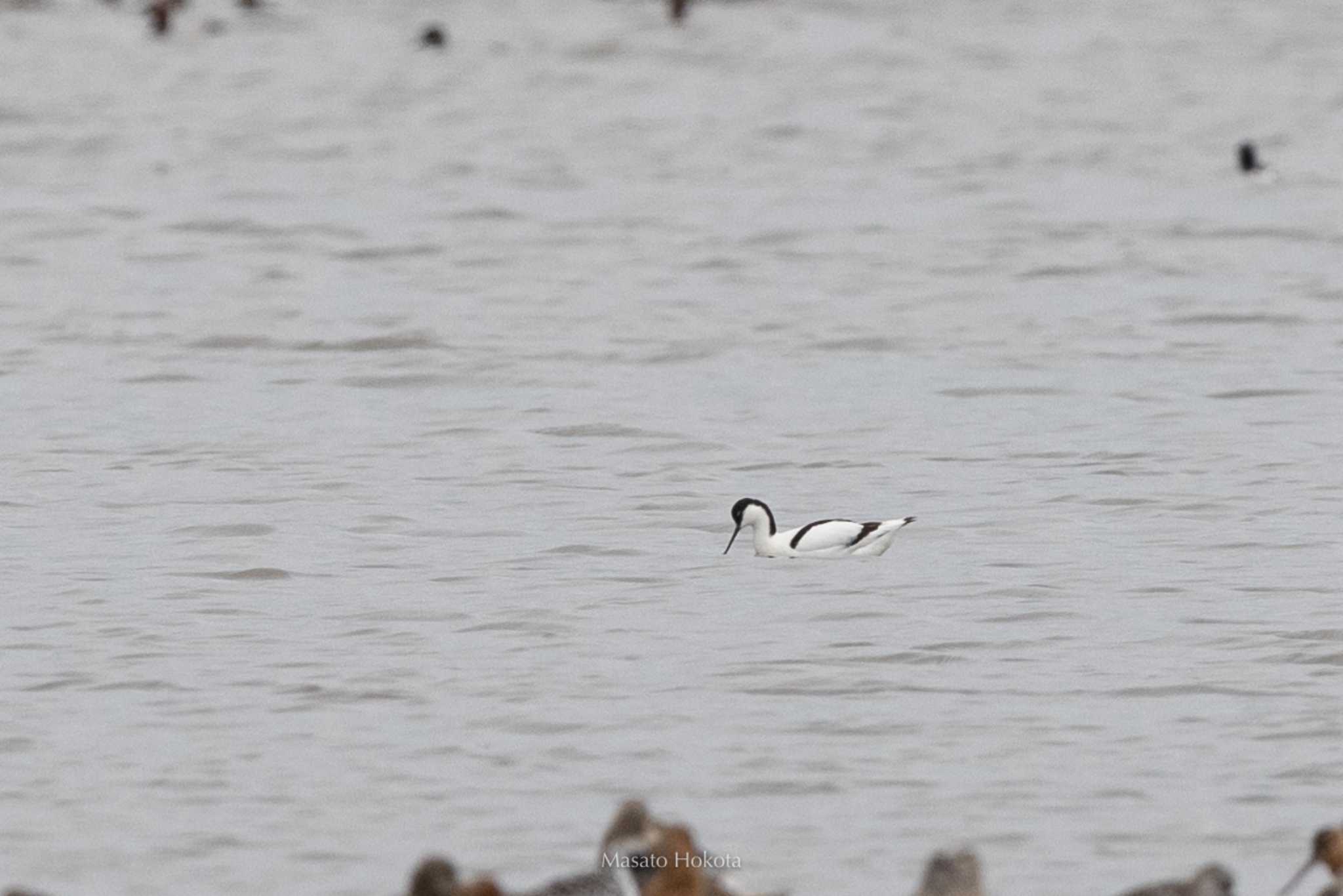 Photo of Pied Avocet at Daijugarami Higashiyoka Coast by Trio