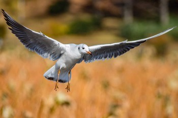 Black-headed Gull Oizumi Ryokuchi Park Sat, 12/2/2017