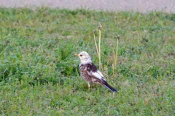 Dusky Thrush 大阪府岸和田市 蜻蛉池公園 Sun, 4/10/2022