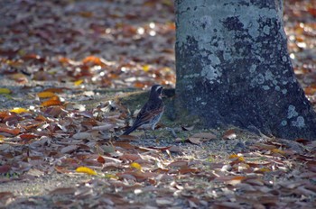 Dusky Thrush 大阪府岸和田市 蜻蛉池公園 Sun, 4/10/2022