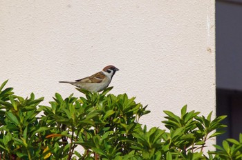 Eurasian Tree Sparrow 大阪府岸和田市 蜻蛉池公園 Sun, 4/10/2022