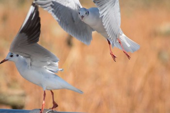 ユリカモメ 大泉緑地 2017年12月2日(土)