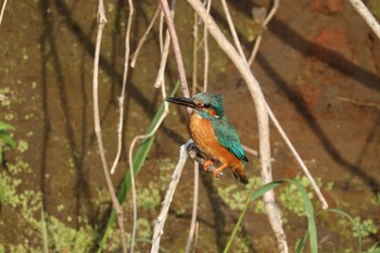 Common Kingfisher 川崎 Thu, 5/5/2022