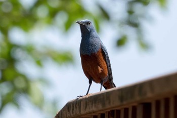 Blue Rock Thrush 長等公園 Wed, 5/4/2022