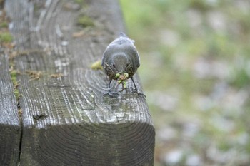 イソヒヨドリ 長等公園 2022年5月4日(水)