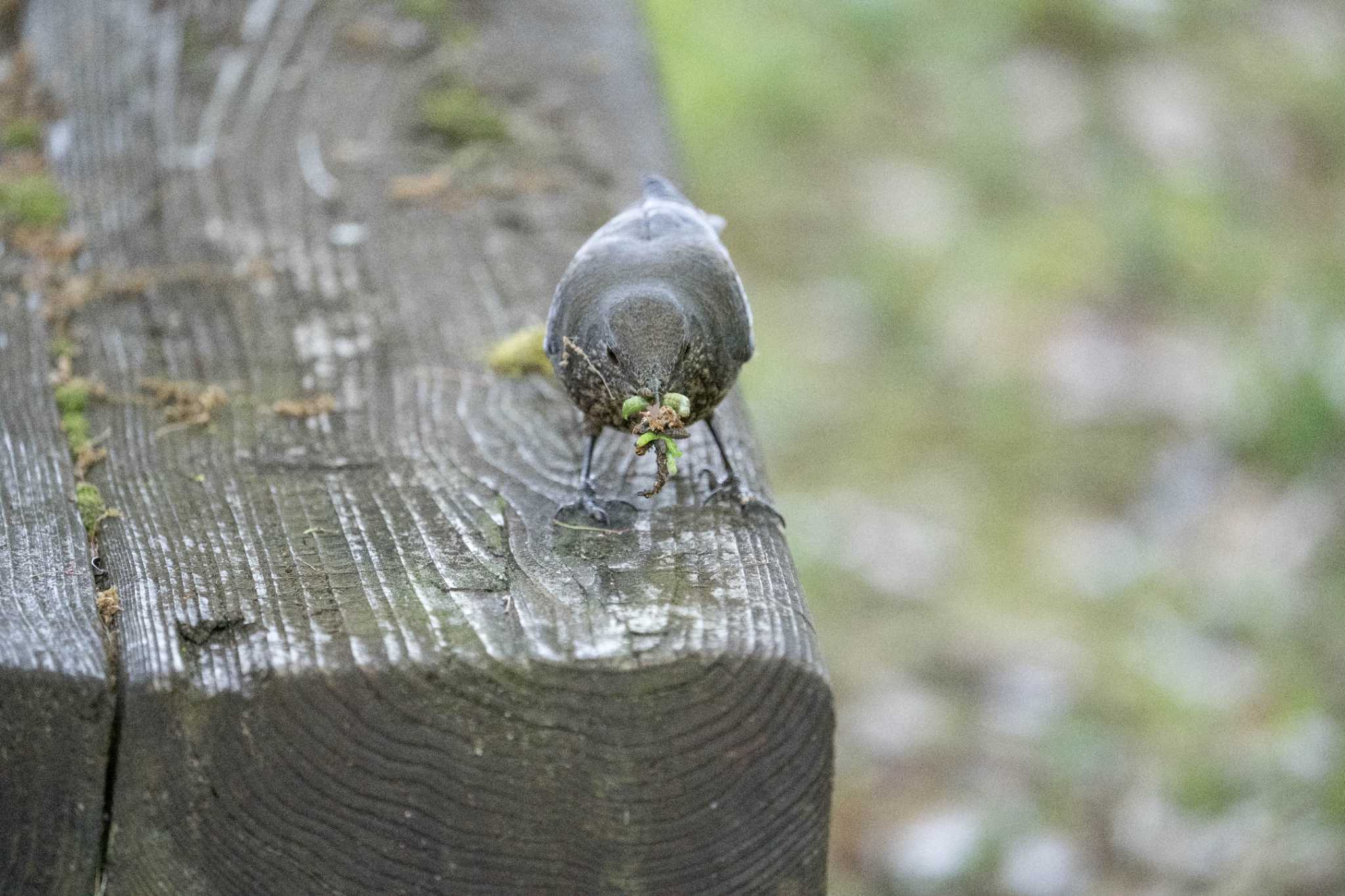 長等公園 イソヒヨドリの写真 by C君