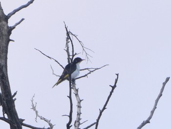 Painted Honeyeater