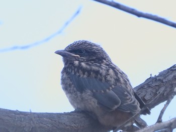 マミジロモリツバメ Cobar, NSW, Australia 2021年12月28日(火)