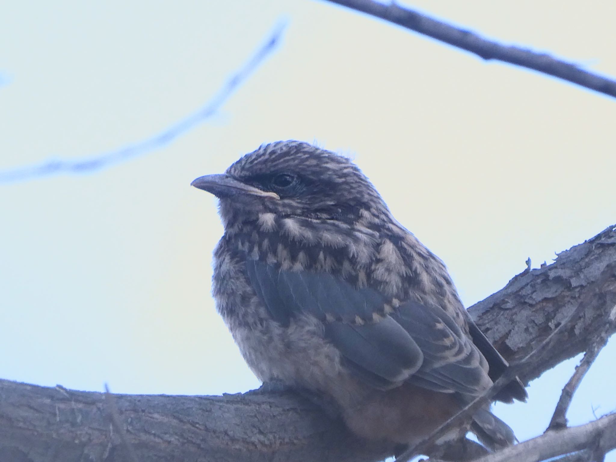 幼鳥 by Maki