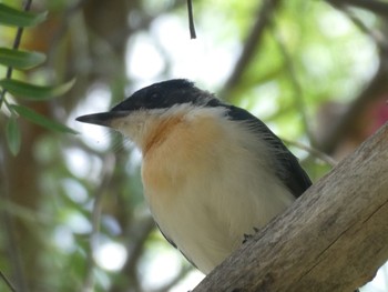 Restless Flycatcher