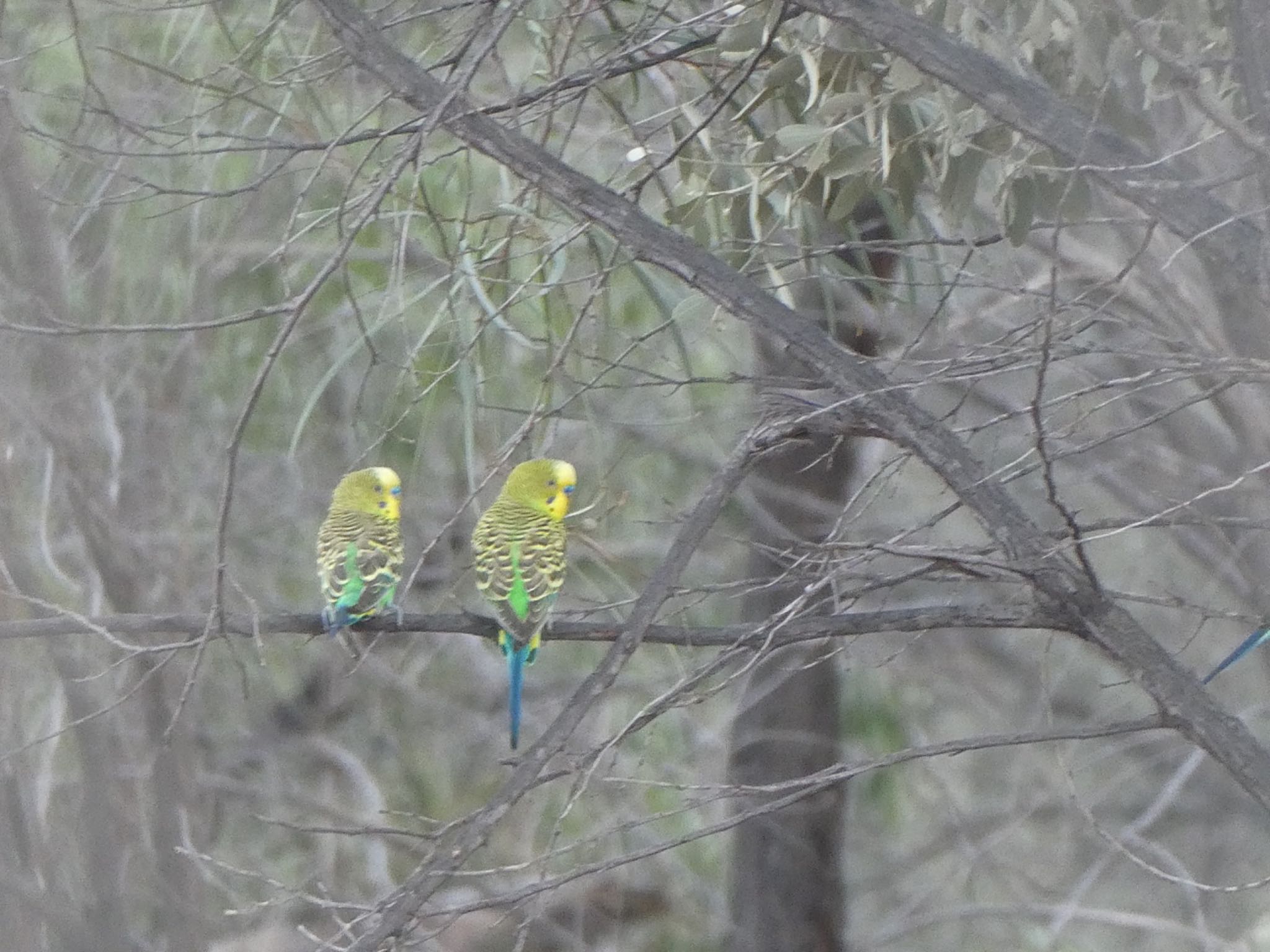 Cobar, NSW, Australia セキセイインコの写真 by Maki