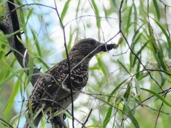 Spotted Bowerbird