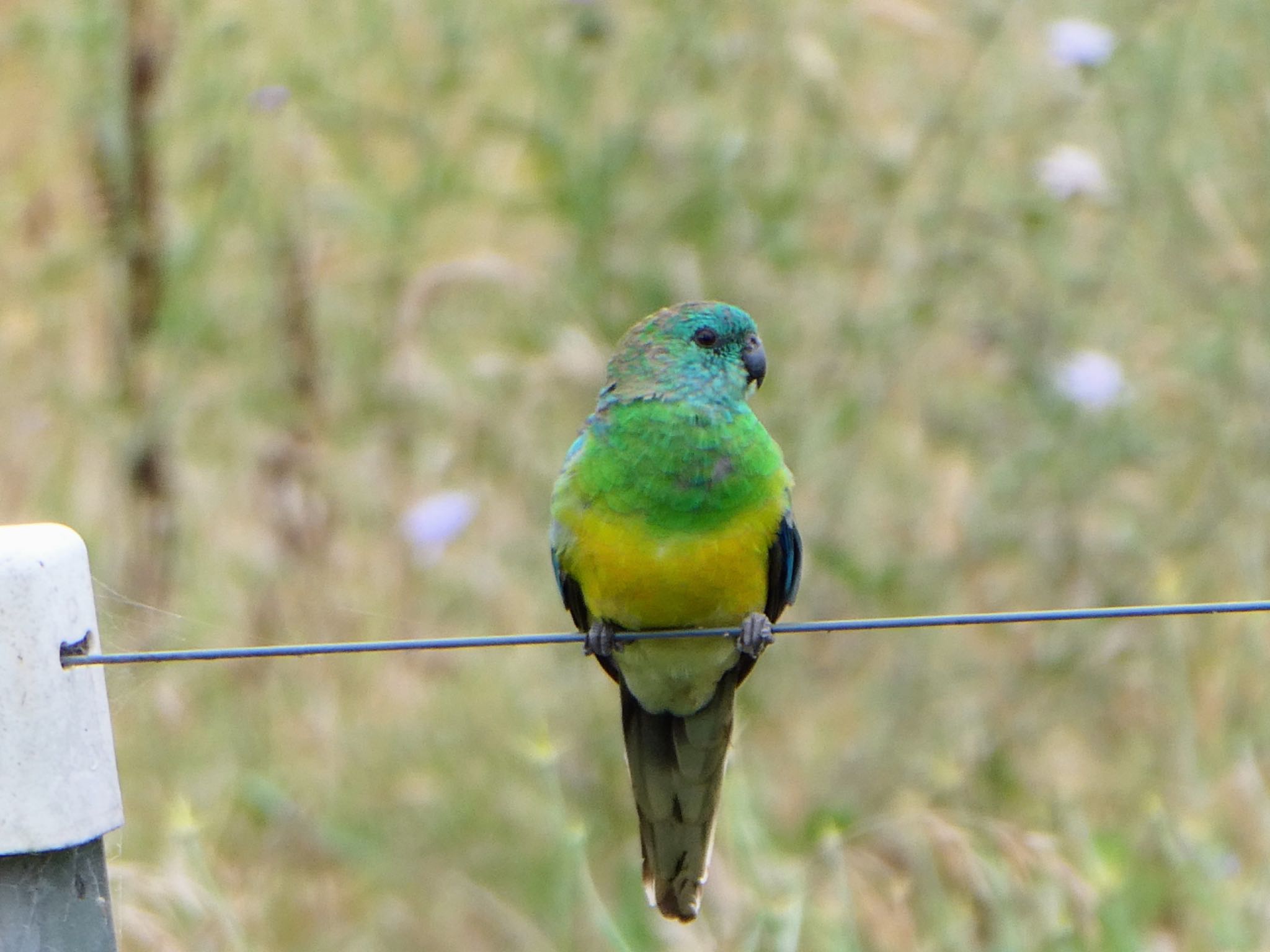 Mudgee, NSW, Australia ビセイインコの写真 by Maki