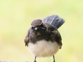 Willie Wagtail Mudgee, NSW, Australia Mon, 12/27/2021