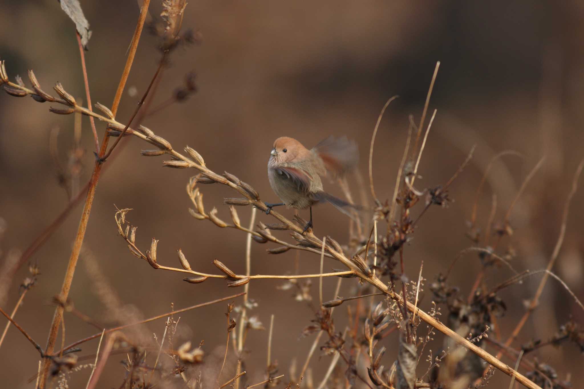 Photo of Vinous-throated Parrotbill at 大韓民国 by Hatamoto Akihiro