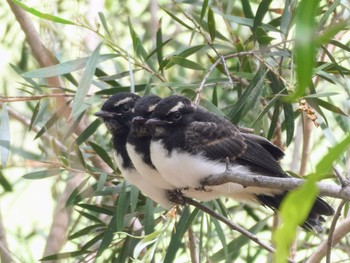 Willie Wagtail Nyngan, NSW, Australia Tue, 12/28/2021