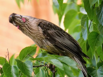 Red Wattlebird Mudgee, NSW, Australia Mon, 12/27/2021