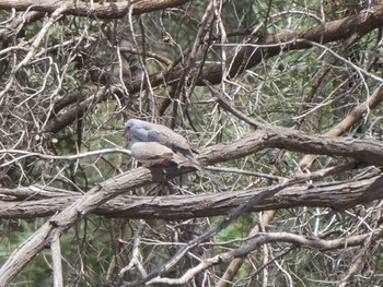 ウスユキバト Cobar, NSW, Australia 2021年12月28日(火)