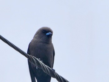 ウスズミモリツバメ Glen Alice, NSW, Auatralia 2021年12月27日(月)