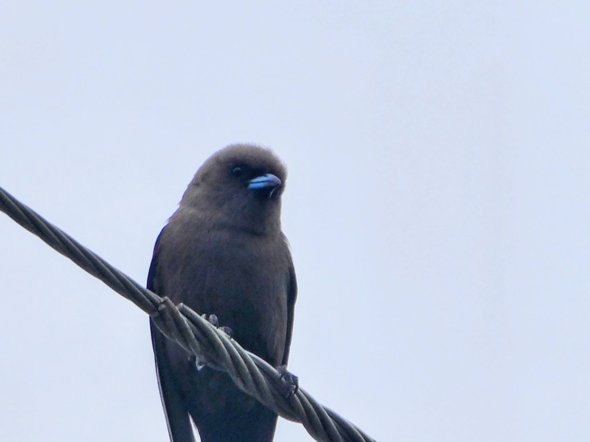 Glen Alice, NSW, Auatralia ウスズミモリツバメの写真 by Maki