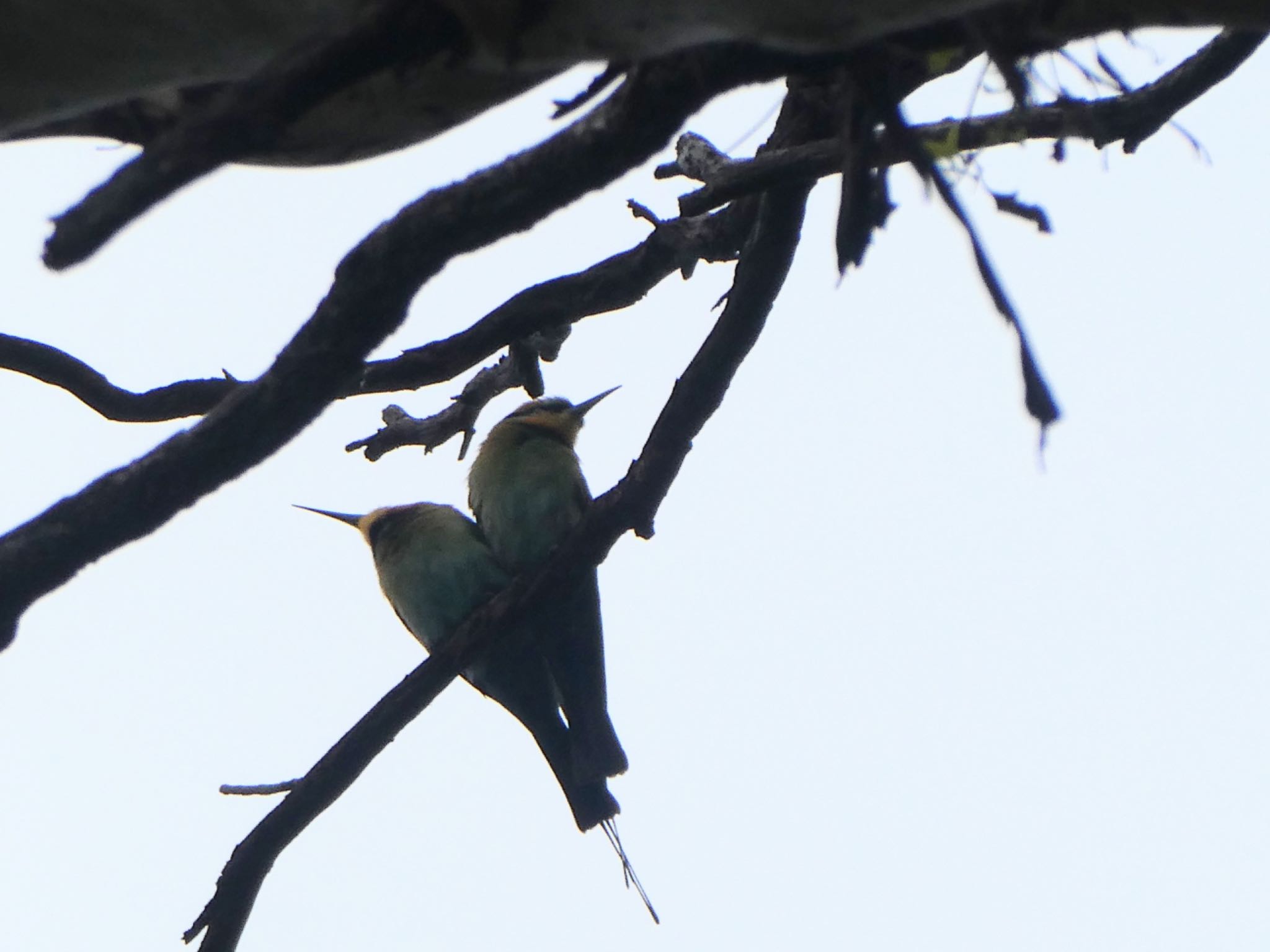 Photo of Rainbow Bee-eater at Glen Alice, NSW, Auatralia by Maki