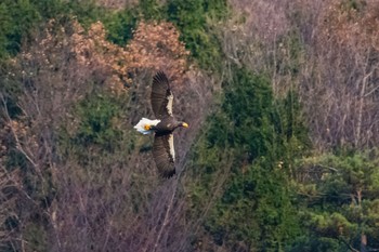 Steller's Sea Eagle 滋賀　湖北 Sun, 12/3/2017