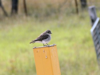 オジロオリーブヒタキ Glen Alice, NSW, Auatralia 2021年12月27日(月)