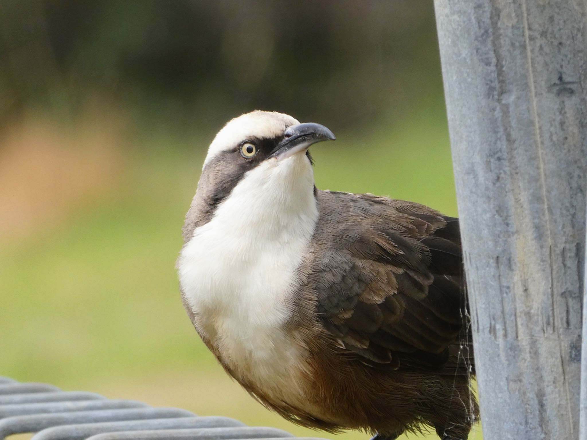 Glen Alice, NSW, Auatralia オーストラリアマルハシの写真 by Maki