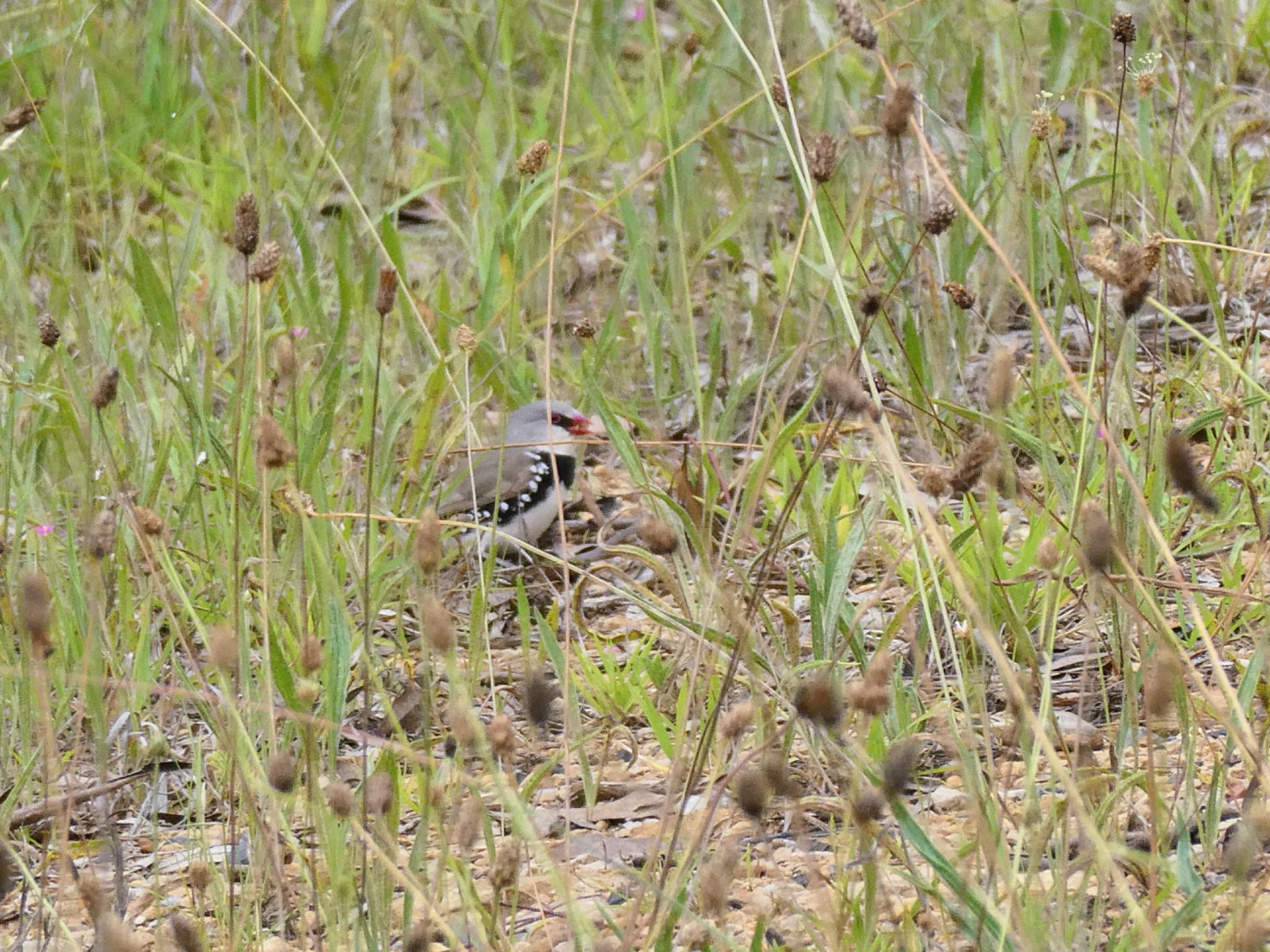 Photo of Diamond Firetail at Glen Alice, NSW, Auatralia by Maki