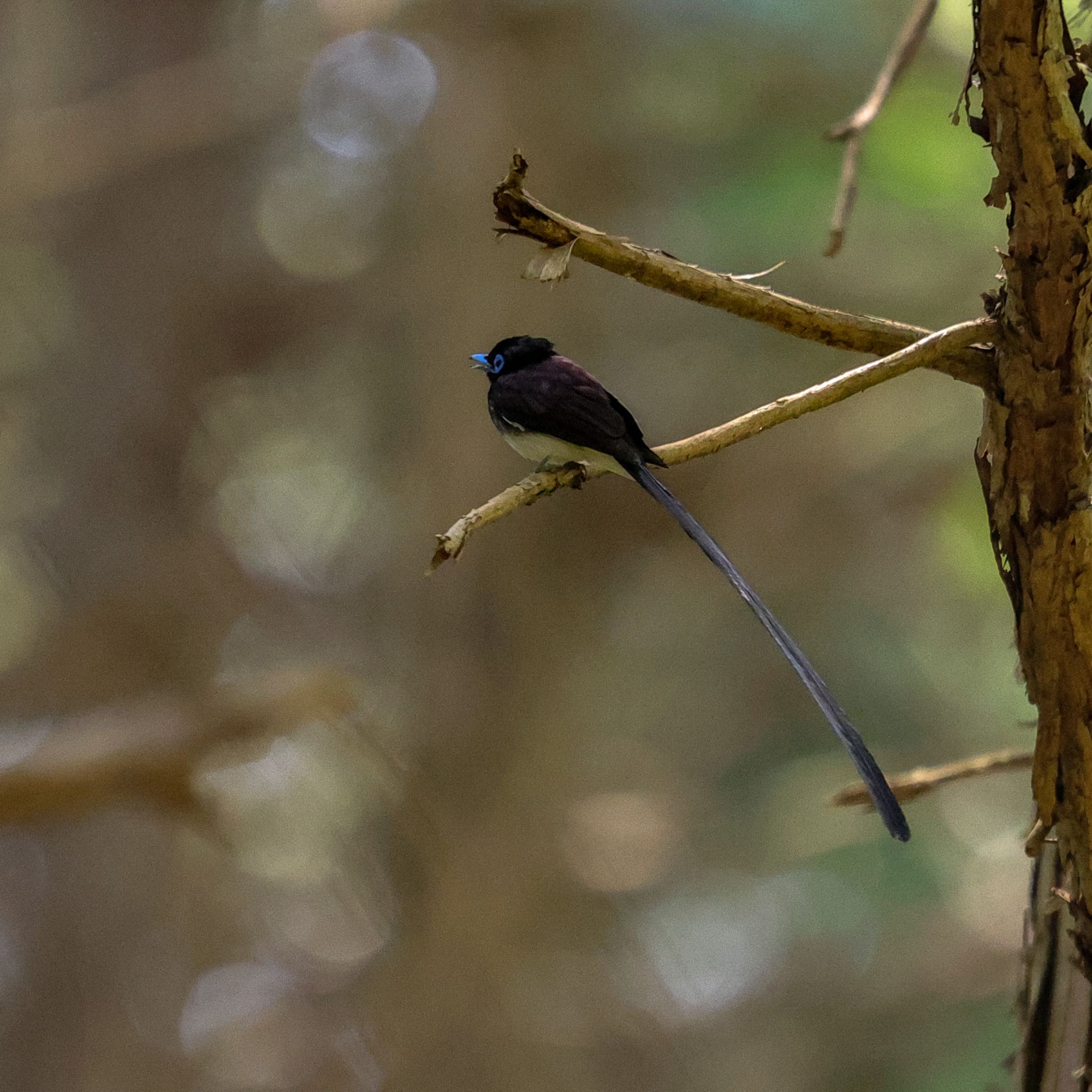 Photo of Black Paradise Flycatcher at 愛知県 by Sakamoto