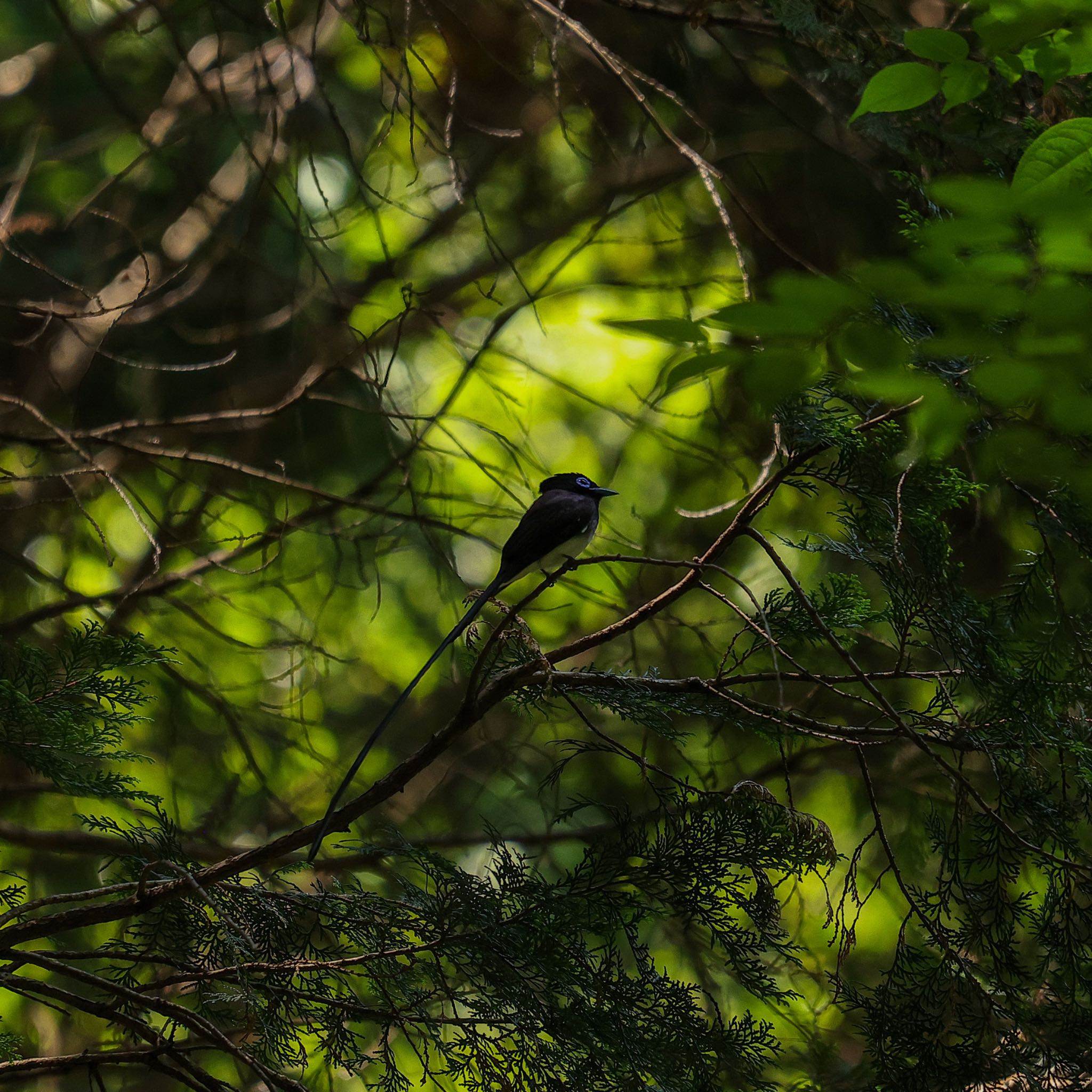 Photo of Black Paradise Flycatcher at 愛知県 by Sakamoto