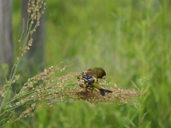 2022年5月6日(金) 南芦屋浜の野鳥観察記録