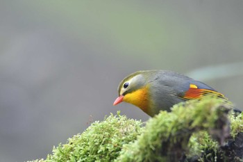 Red-billed Leiothrix Yanagisawa Pass Fri, 4/29/2022