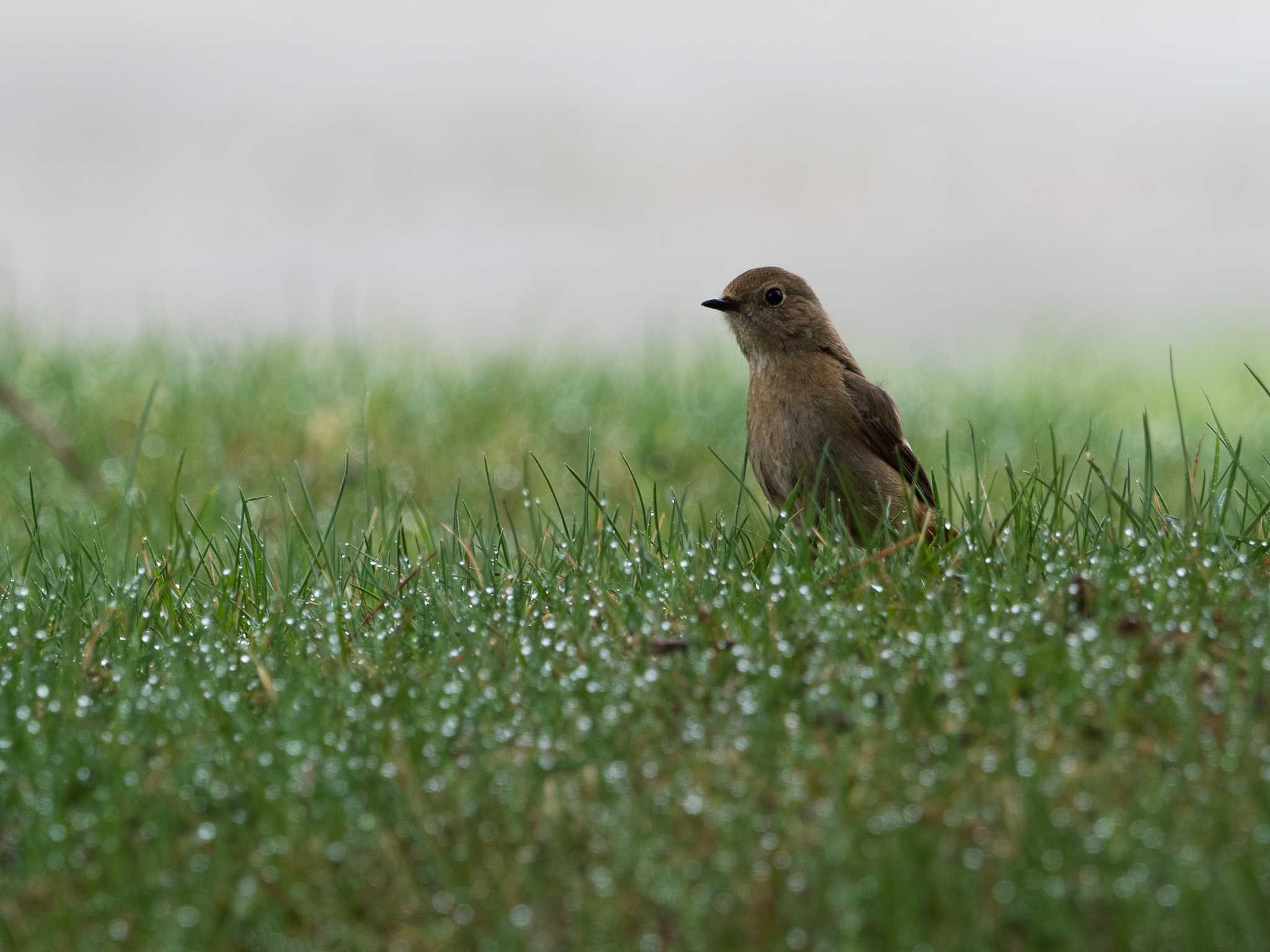 清里 ジョウビタキの写真 by Seiji Hashimoto