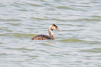 Great Crested Grebe 天満大池 Wed, 4/6/2022