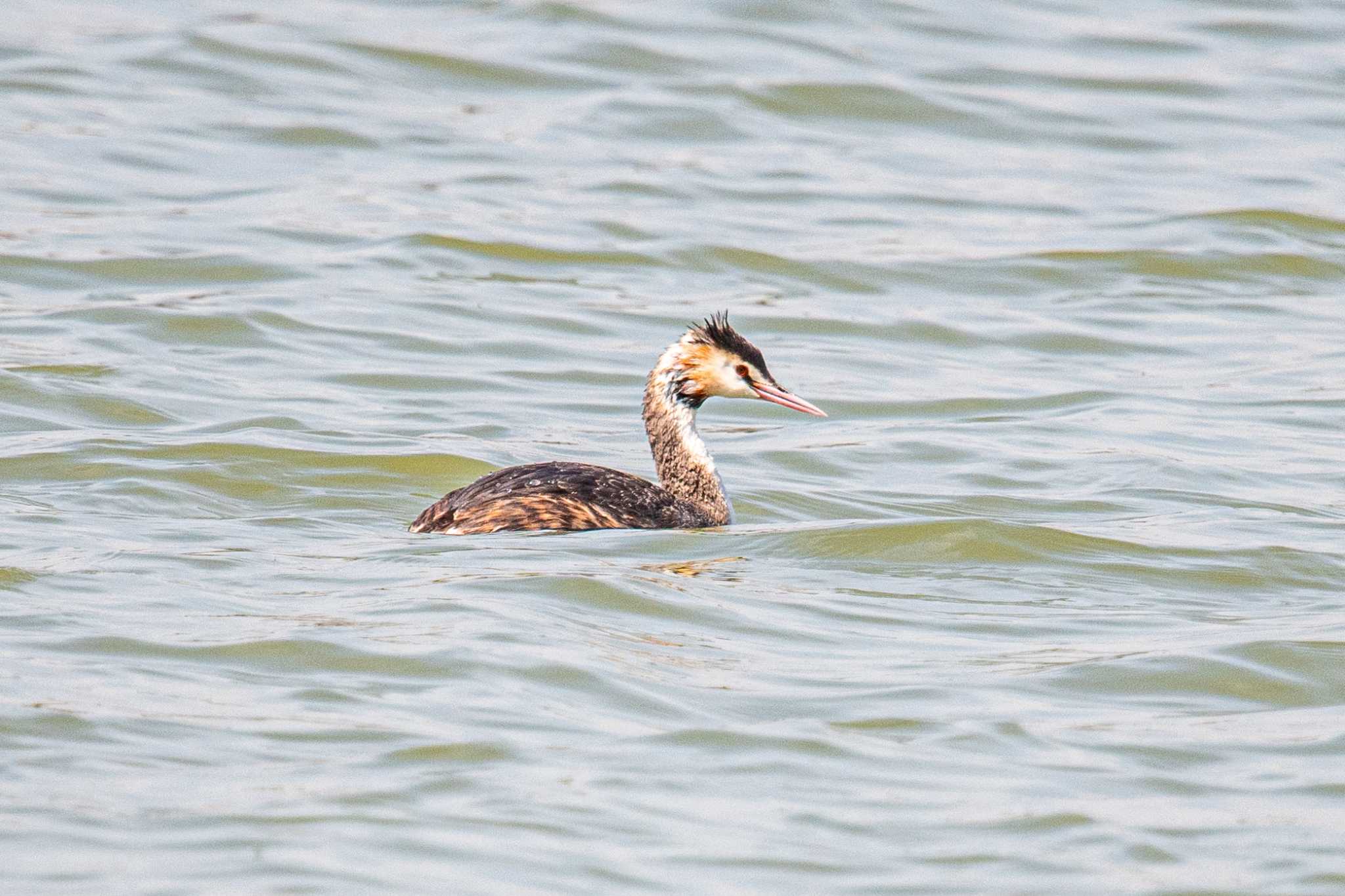 Photo of Great Crested Grebe at 天満大池 by ときのたまお
