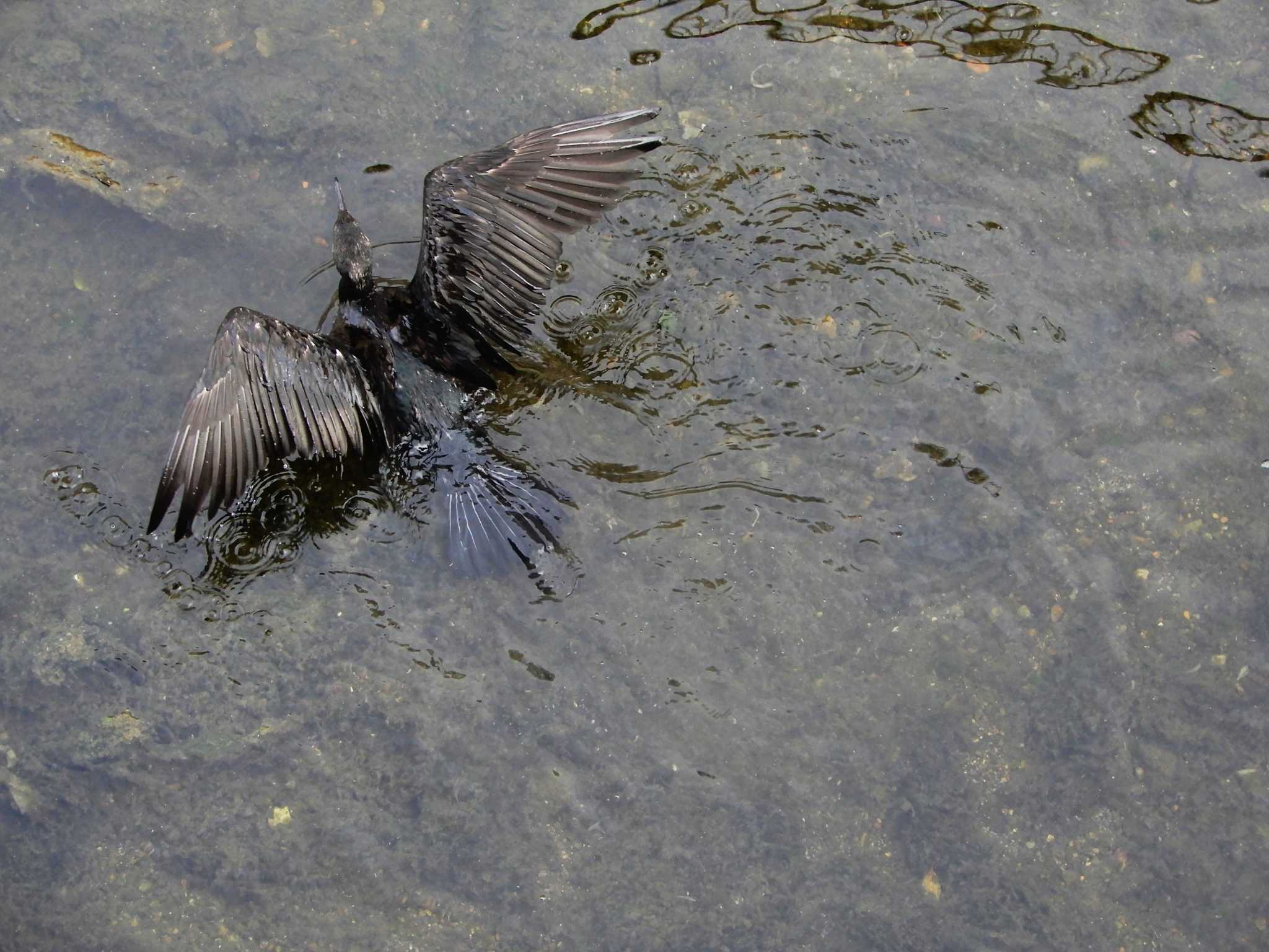 平和の森公園、妙正寺川 カワウの写真 by woodnote1957