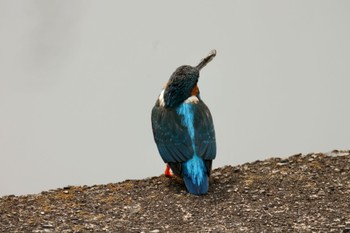 Common Kingfisher 川崎 Fri, 5/6/2022