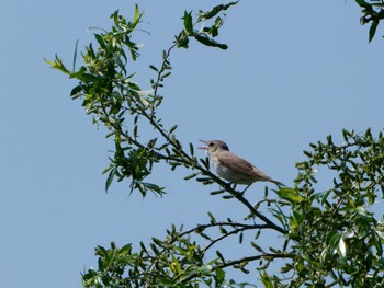 2022年5月4日(水) 六郷橋緑地の野鳥観察記録