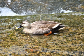 Eastern Spot-billed Duck 御用水跡街園 Fri, 5/6/2022