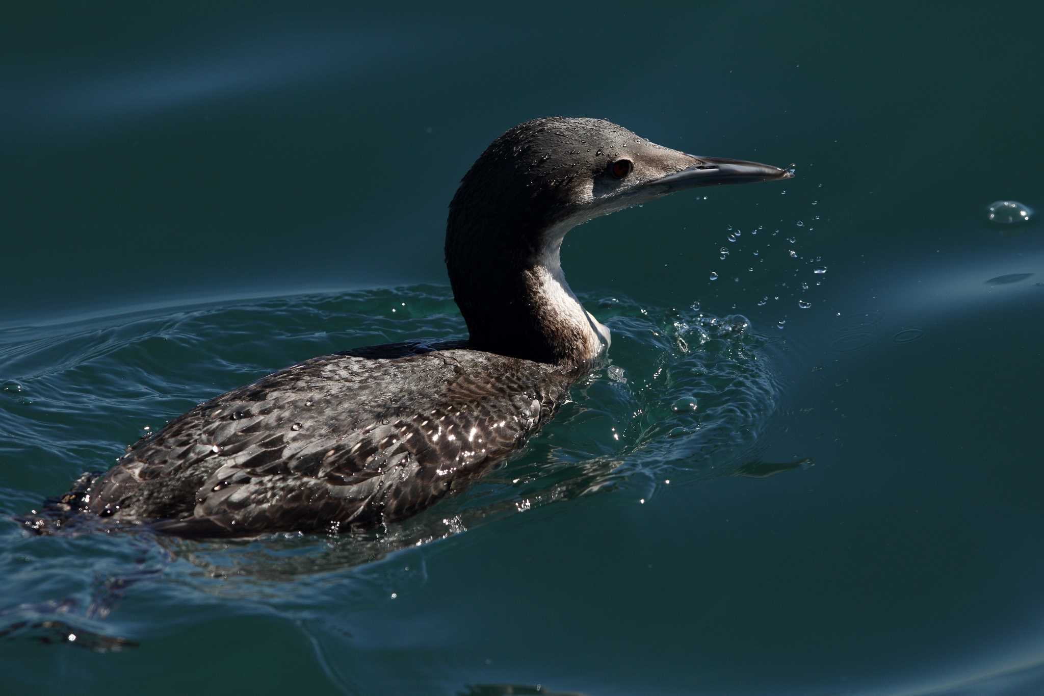 Photo of Black-throated Loon at Terugasaki Beach by Hatamoto Akihiro