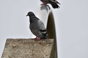 Rock Dove エアフロントオアシス春日井 Fri, 5/6/2022