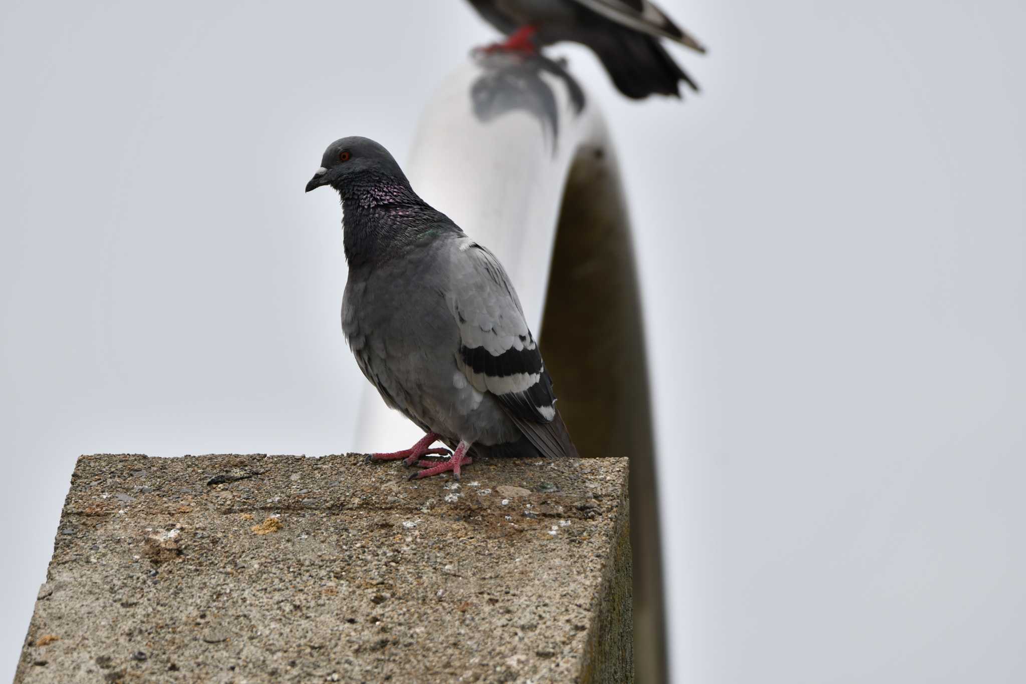 Photo of Rock Dove at エアフロントオアシス春日井 by みそ＠VM4A