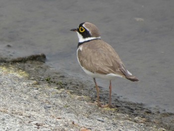 Little Ringed Plover 相模原沈殿池 Fri, 5/6/2022