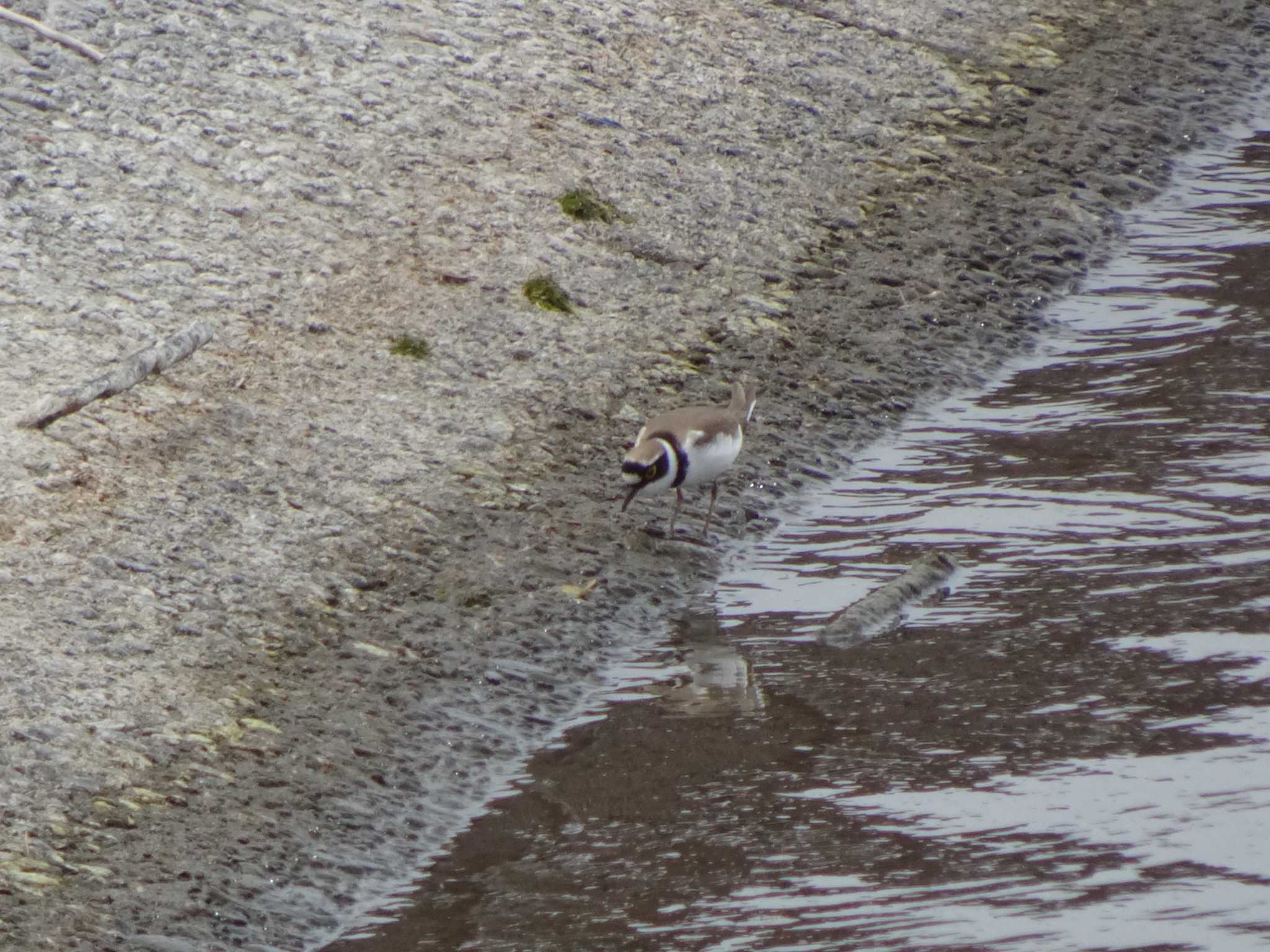 Photo of Little Ringed Plover at 相模原沈殿池 by Kozakuraband