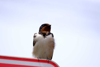 Barn Swallow 東京都 Fri, 5/6/2022